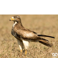 گونه سارگپه چشم سفید White-eyed Buzzard